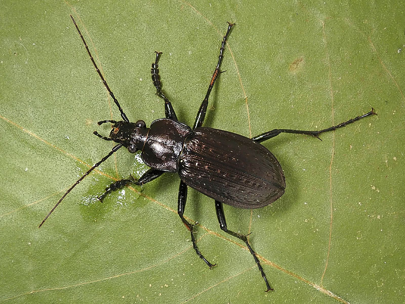 Carabidae: Carabus granulatus interstitialis